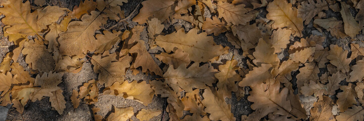 Fototapeta premium Dry oak leaves in a forest clearing