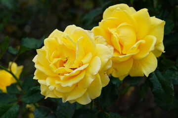 rose flower in the garden