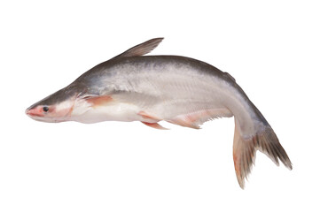 Fresh pangasius fish isolated on white background