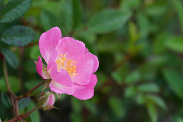 Fototapeta na wymiar rose flower in the garden