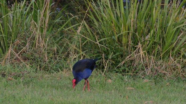 Australasian Swamphen Foraging And Pecking Food On The Grass - Porphyrio melanotus - Gold Coast, QLD, Australia.  - wide shot