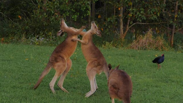 Eastern Grey Kangaroo Stands On Tail And Kicked The Other - Kangaroos Fighting Kicking And Punching Each Other - Australasian Swamphen - QLD, Australia.  - wide shot