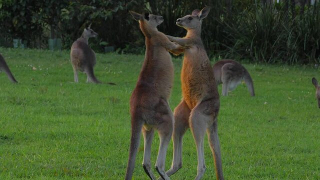 Two Eastern Grey Kangaroos Fighting - Macropus Giganteus - QLD, Australia - slow motion
