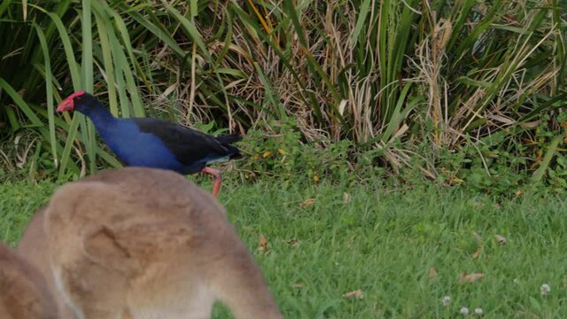 Australasian Swamphen Walking On The Green Grass Passing By A Pair Of Eastern Grey Kangaroos - Porphyrio Melanotus And Macropus Giganteus - QLD, Australia - tracking shot