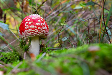 Side view of fly agaric mushroom, red with white dots. Low angle view with copy space for text. Also called Amanita muscaria or Fliegenpilz
