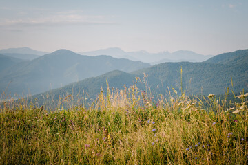 Fototapeta premium Early morning just after sunrise. Silhouettes of mountains in the morning haze, grass and wildflowers in the foreground. Alpine summer landscape. Lagonaki Plateau, Republic of Adygea, Russia