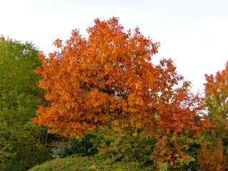 autumnal colored oak tree in Germany