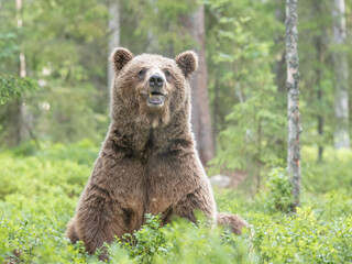 Old male brown bear sitting on his rear end in  in boreal forest, Finland