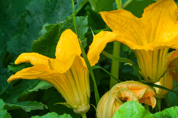 Large yellow vegetable zucchini flowers with green leaves close up