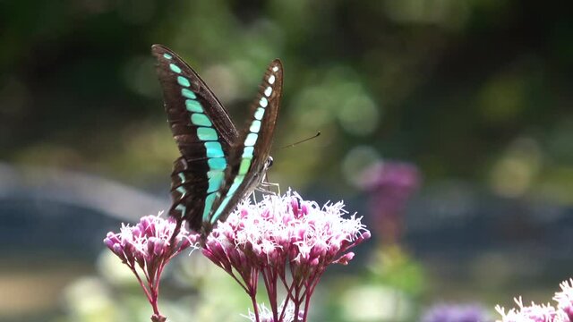 吸蜜するアオスジアゲハ 蝶 クローズアップ  4K キラキラ 春イメージ