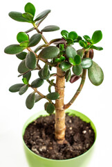 crassula with new young sprouts on the stem, crown pruning