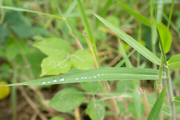 The grass has dew on the leaves.