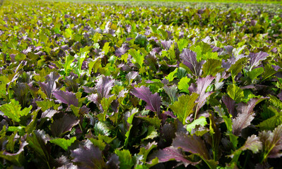 Closeup of fresh red leaf mustard growing on large plantation on spring day