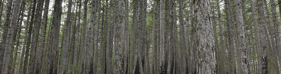 Fototapeta premium Forest Color 