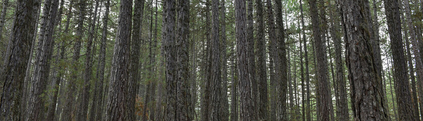 Obraz premium Forest Texture 