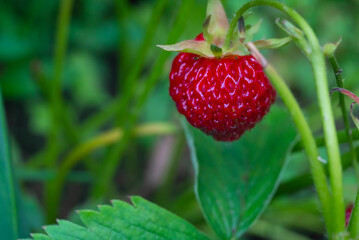 large red ripe strawberries in a garden bed hanging among green leaves