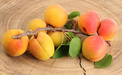 Naklejka na ściany i meble A branch with apricots on a wooden background