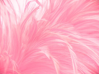 Beautiful​ abstract​ pink​ feathers​ on​ white​ background, gray​ white​ feathers​ on​ pink​ background, love​ banner, valentines Day​ theme, wedding