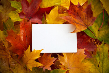 Naklejka na ściany i meble Creative layout made of autumn colorful leaves and white paper frame. Flat lay.