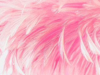 Beautiful​ abstract​ pink​ feathers​ on​ white​ background, gray​ white​ feathers​ on​ pink​ background, love​ banner, valentines Day​ theme, wedding