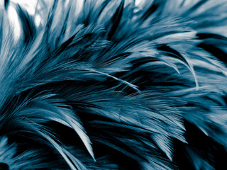 Beautiful abstract colorful white and blue feathers on dark background and soft white feather texture on blue pattern and blue background, feather background, blue banners