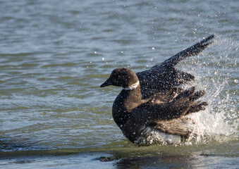 Brant splashing in Chiba Prefecture