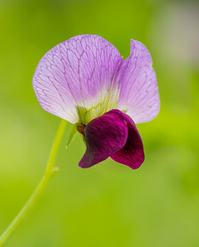 purple field pea flower (pisum sativum)