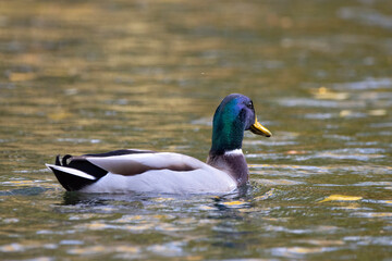 A male duck swimming on a little pond called Kalscheurer Weiher in Germany at a sunny day in autumn.