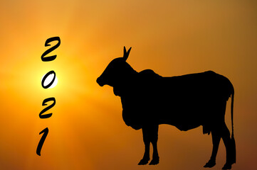 2021 cow zodiac  and sunrise or  Happy Chinese new year greeting card with  silhouette
