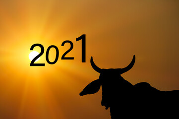 Silhouette of cow and sunrise  or ox zodiac 2021 with colorful gold background
