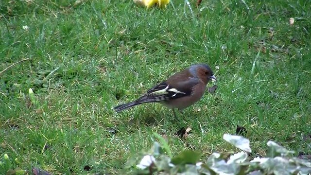 Ein Buchfink (M&auml;nnchen) beim Fressen in der Wiese