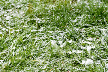 The first snow on the green grass - autumn frosts