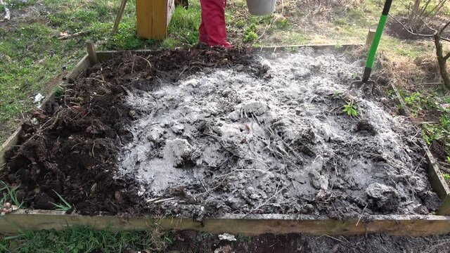 Gardener insert wood ash in compost heap soil 
