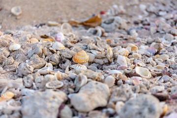 Many colorful shells lying on the sandy beach in Dubai, United Arab Emirates.