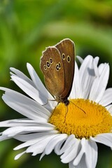 Obraz premium Ein brauner Waldvogel (Schornsteinfeger) auf einer Margerite