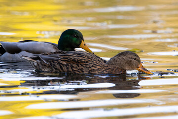 Ducks swimming on a little pond called Kalscheurer Weiher in Germany at a sunny day in autumn.