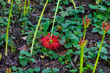 頑張ってきた彼岸花