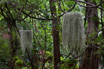 The Spanish Moss hangs with the tree in the garden of Wat Pathumwanaram temple in Bangkok Thailand