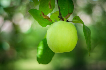 green apples on a tree