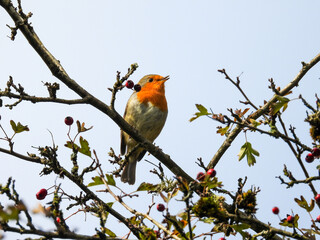 singing robin, erithacus rubecula on a branch with red berries