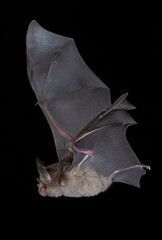 Greater Horseshoe Bat Night Flying
