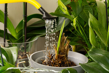 woman gardener watering orchid flowers athome. houseplant care. housework and plants care concept....