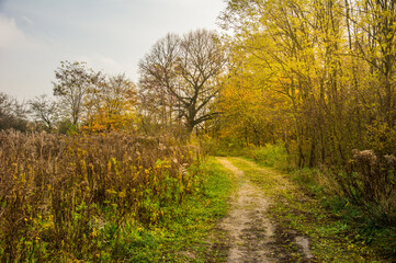 Fototapeta na wymiar autumn landscape with yellow leaves