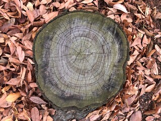 cross section of tree trunk