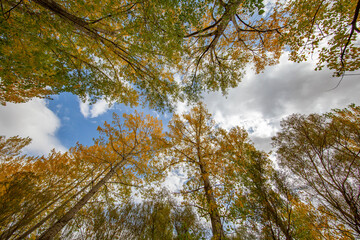 Fototapeta premium Color beauty of the autumn season