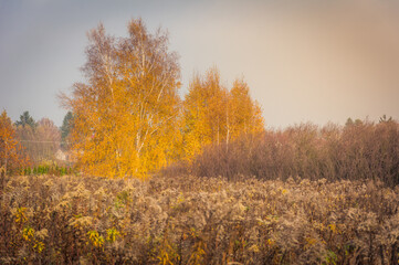 autumn landscape with yellow leaves