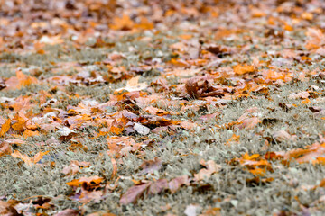 Background group autumn orange leaves.