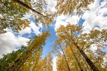 Color beauty of the autumn season