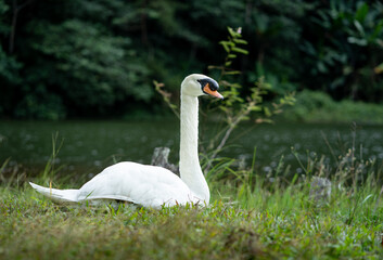 Single swan grazing outdoors. White swan bird walking on the field.