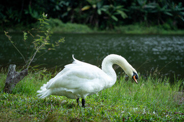 Single swan grazing outdoors. White swan bird walking on the field.